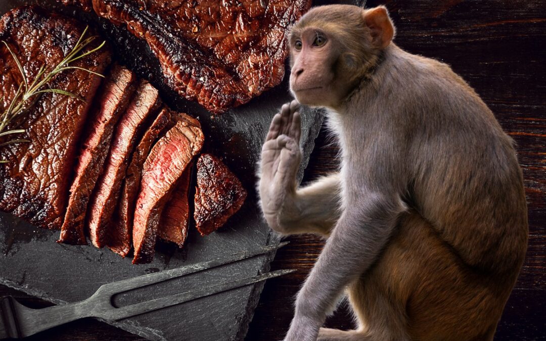 Viande de singe dans nos assiettes : vérité choquante ou simple rumeur ?