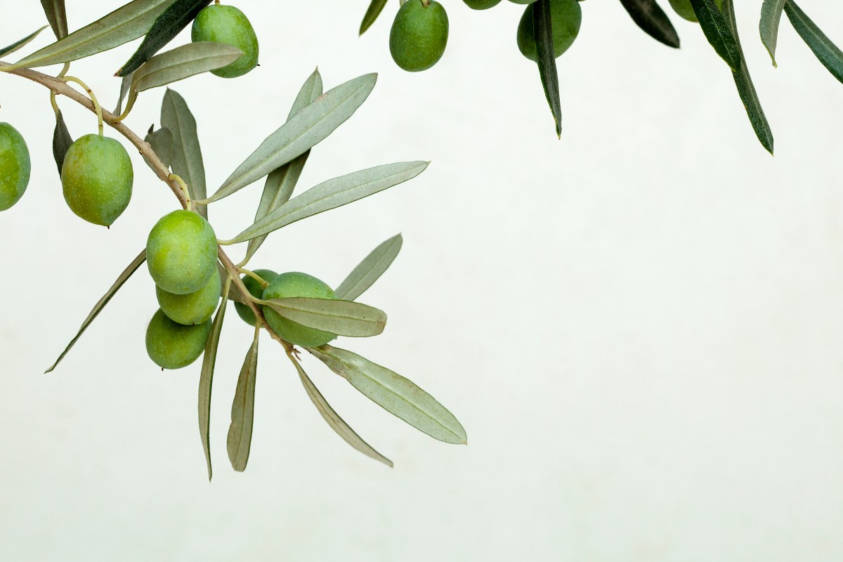 feuille d'olivier jaune