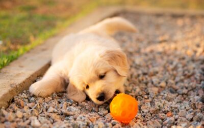 Les polémiques sont d’actualité, voici un chien non-muselé incriminé