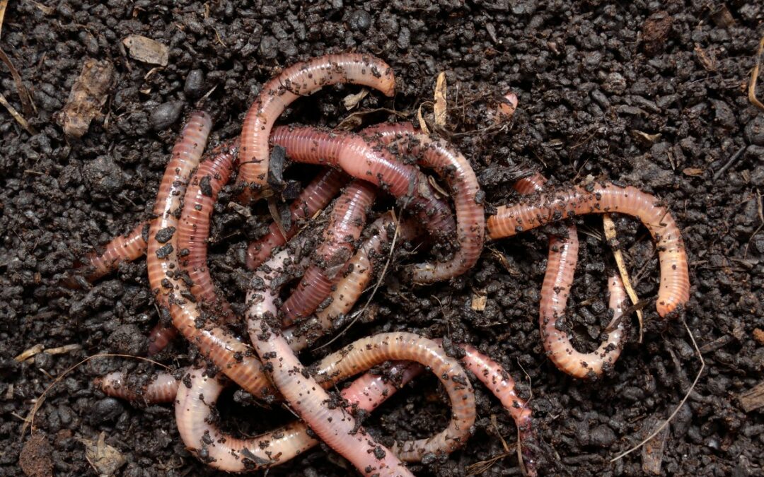 Quel est le rôle des vers de terre dans votre compost ?