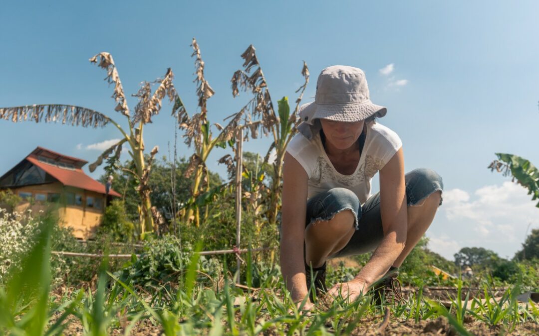 Qu’est-ce que la permaculture et pourquoi est-elle essentielle pour notre avenir ?