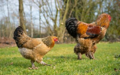 Adopter des poules dans son jardin, les règles qu’il faut connaître