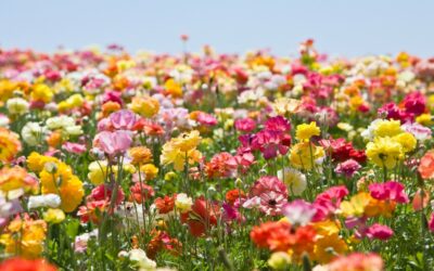 Les fleurs interdites à la cueillette, qu’elles sont-elles ?