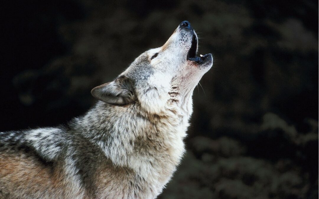 Une mère de famille blessée par des loups au zoo de Thoiry, ces animaux sont-ils vraiment dangereux ?