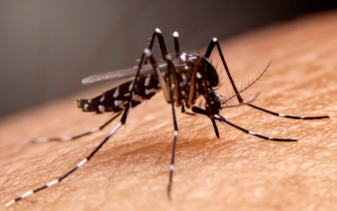 Un cas de dengue détecté dans l’Hérault, le danger du moustique tigre
