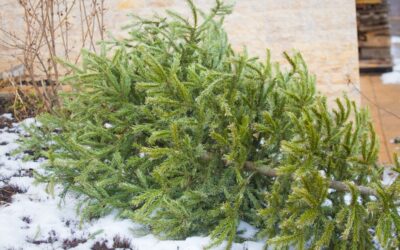 Comment recycler son sapin de Noël ?