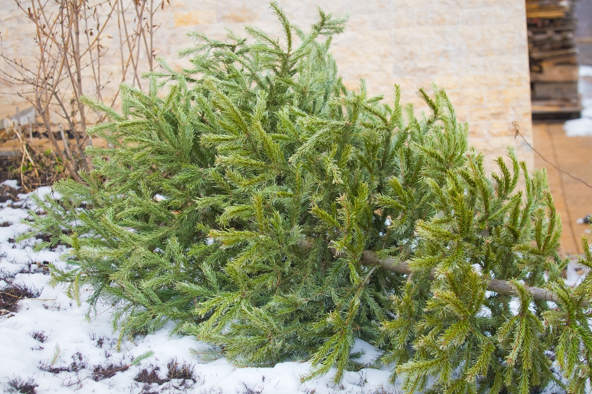 recycler sapin de Noël