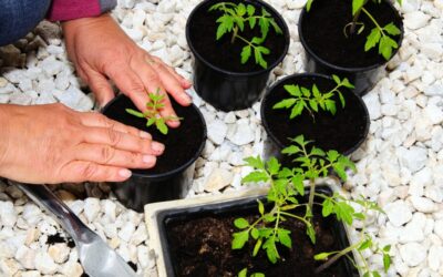 Comment cultiver la tomate cerise en pot facilement chez soi ?