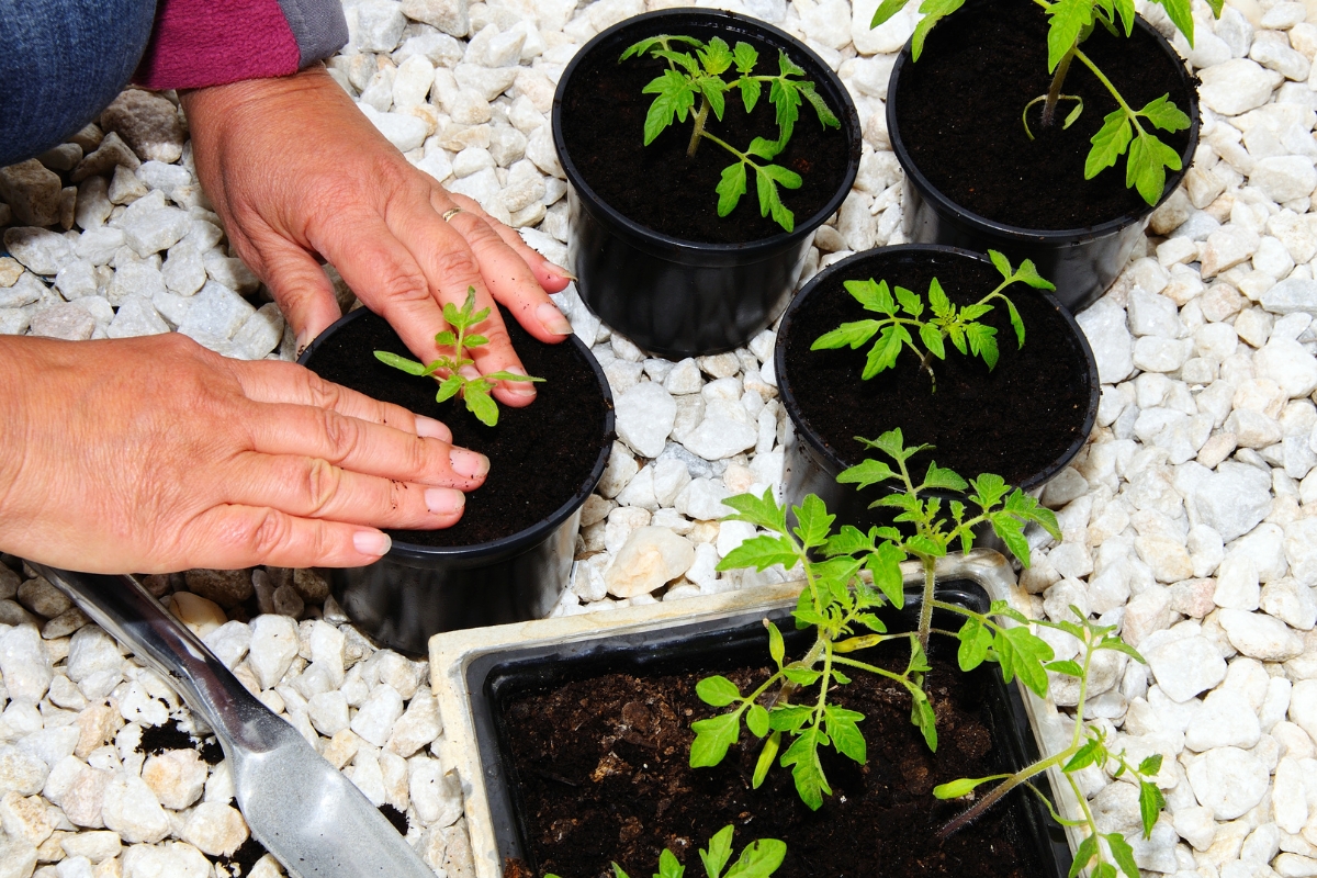 cultiver la tomate cerise en pot