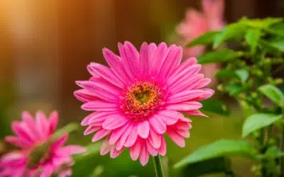 Les plus belles fleurs du monde : la magie des bouquets et des floraisons