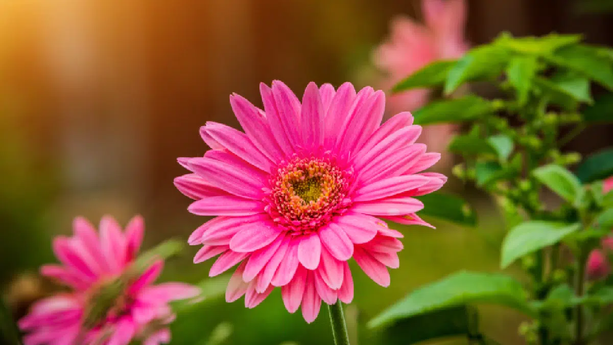 Les plus belles fleurs du monde